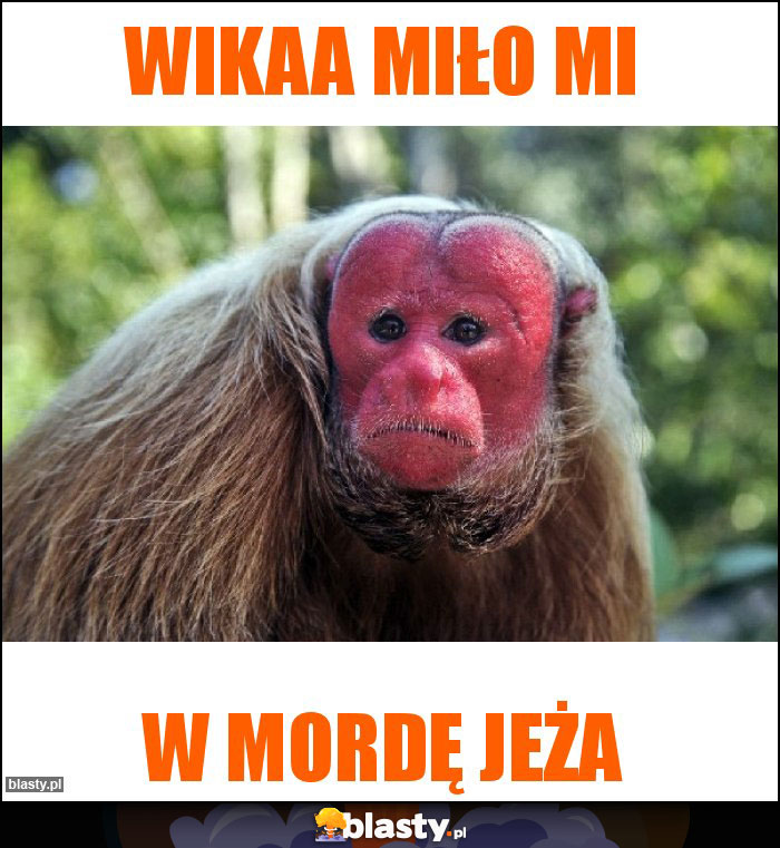 Wikaa miło mi Wikaa miło mi
