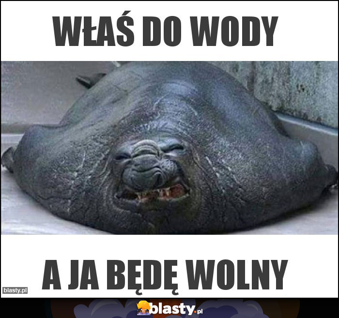 Właś do wody Właś do wody