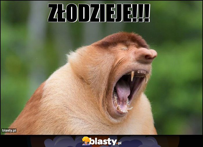 Złodzieje!!! Złodzieje!!!