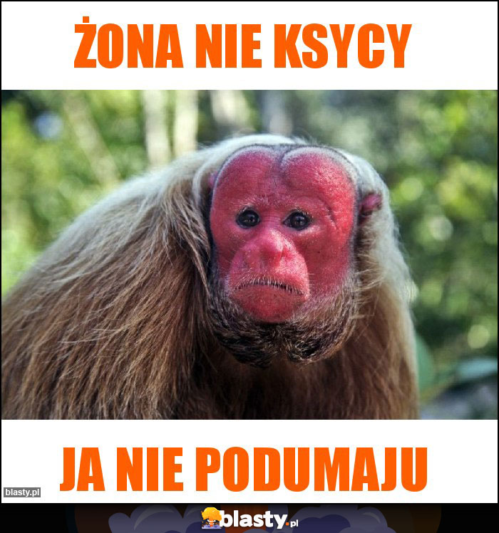 Żona nie ksycy Żona nie ksycy