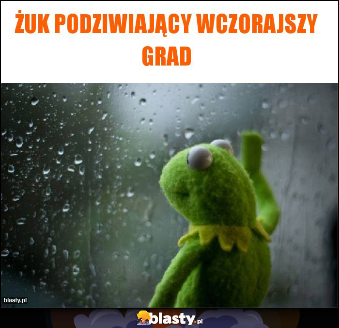 Żuk podziwiający wczorajszy grad Żuk podziwiający wczorajszy grad