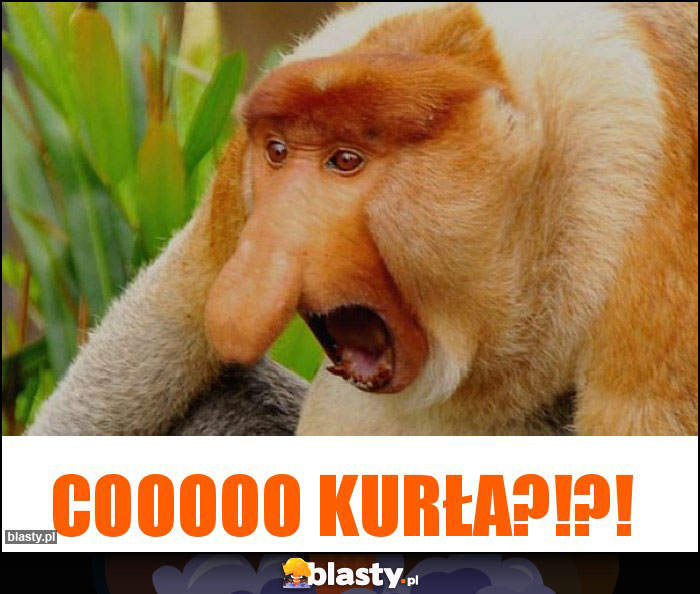Cooooo kurła?!?! Cooooo kurła?!?!