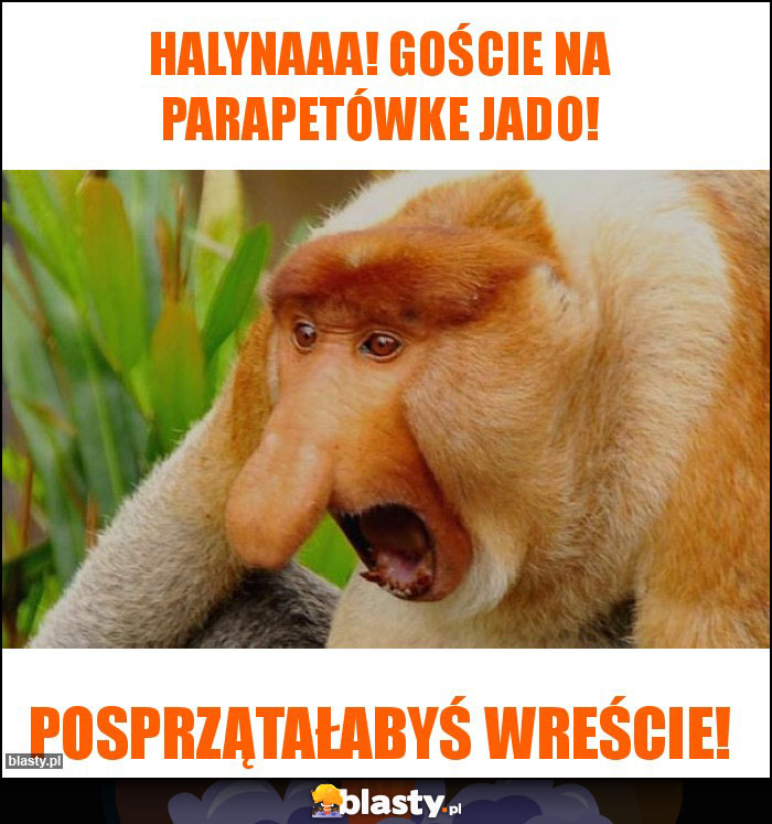 Halynaaa! Goście na parapetówke jado!