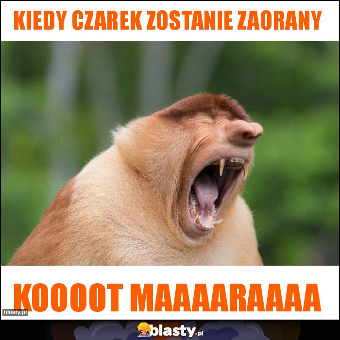 Kiedy Czarek zostanie zaorany