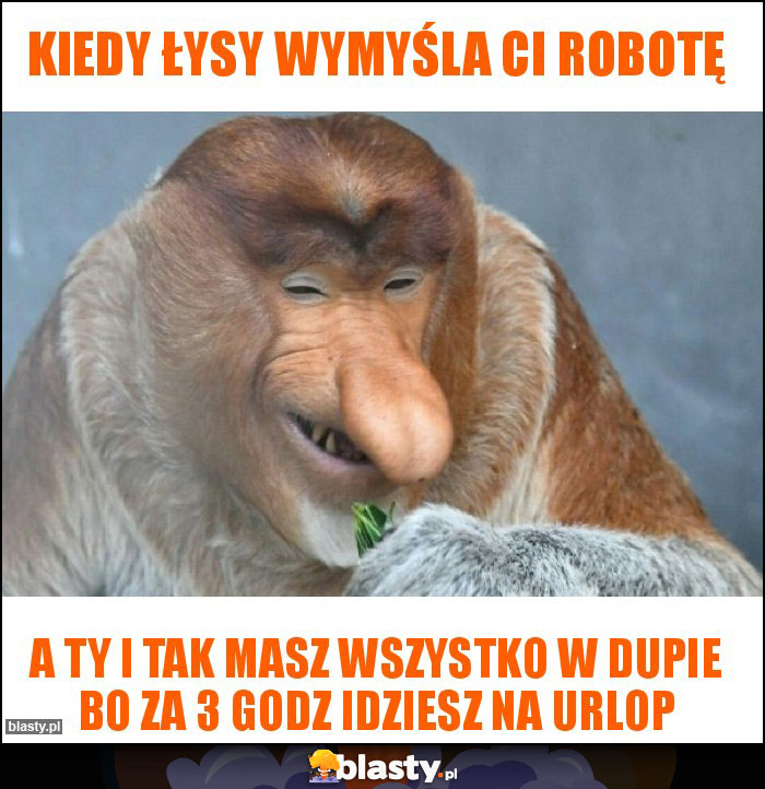 Kiedy łysy wymyśla ci robotę Kiedy łysy wymyśla ci robotę