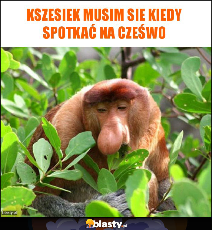KSZESIEK MUSIM SIE KIEDY SPOTKAĆ NA CZEŚWO KSZESIEK MUSIM SIE KIEDY SPOTKAĆ NA CZEŚWO