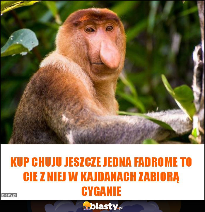 Kup chuju jeszcze jedna fadrome to Cie z niej w kajdanach zabiorą cyganie Kup chuju jeszcze jedna fadrome to Cie z niej w kajdanach zabiorą cyganie