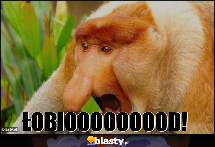 ŁOBIOOOOOOOOD! ŁOBIOOOOOOOOD!