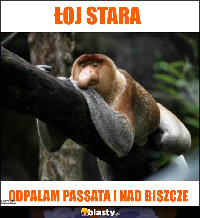 Łoj stara