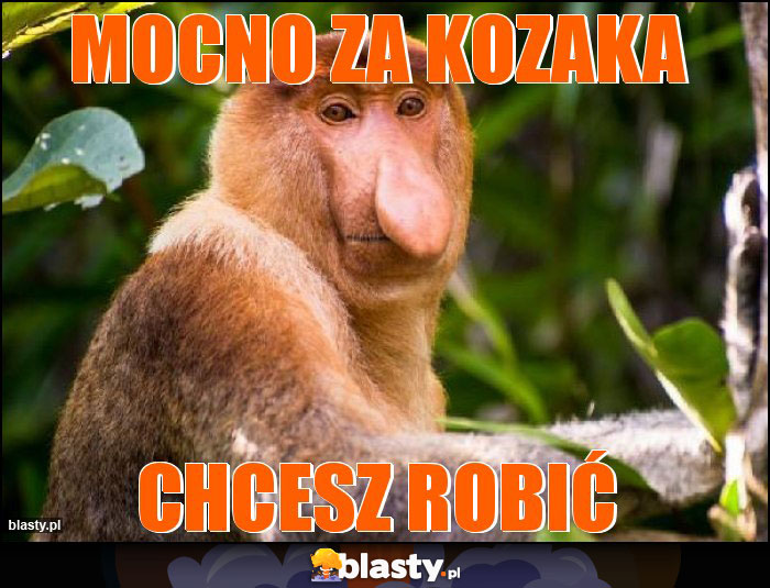 MOCNO ZA KOZAKA MOCNO ZA KOZAKA