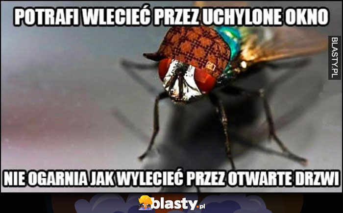 Mucha potrafi wlecieć przez uchylone okno, nie ogarnia jak wylecieć przez otwarte drzwi