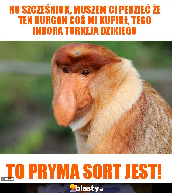 No szcześniok, muszem ci pedzieć że ten burgon coś mi kupiuł, tego indora Turkeja dzikiego No szcześniok, muszem ci pedzieć że ten burgon coś mi kupiuł, tego indora Turkeja dzikiego