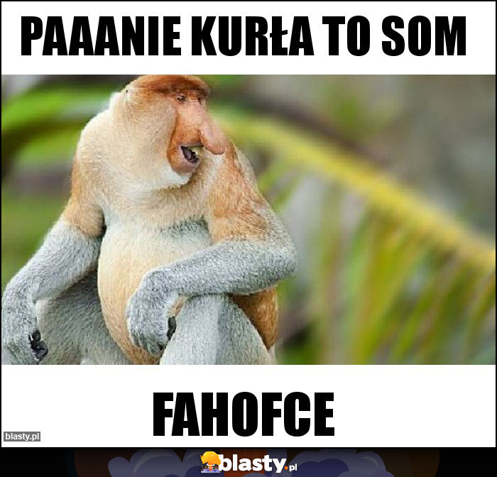Paaanie kurła to som Paaanie kurła to som