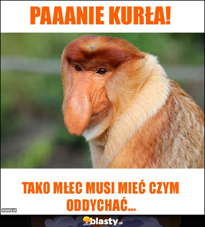 Paaanie kurła! Paaanie kurła!