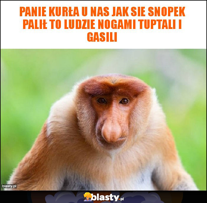 Panie kurła u nas jak sie snopek palił to ludzie nogami tuptali i gasili Panie kurła u nas jak sie snopek palił to ludzie nogami tuptali i gasili