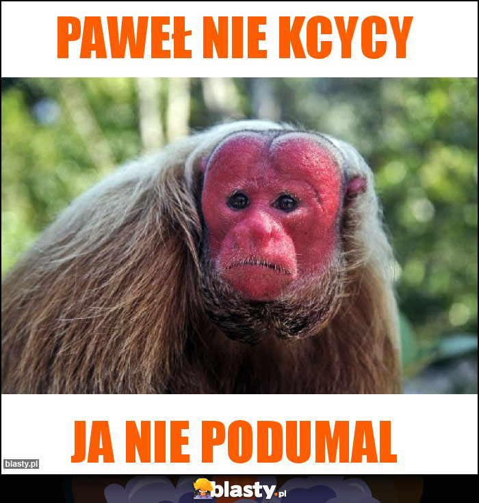 Paweł nie kcycy Paweł nie kcycy