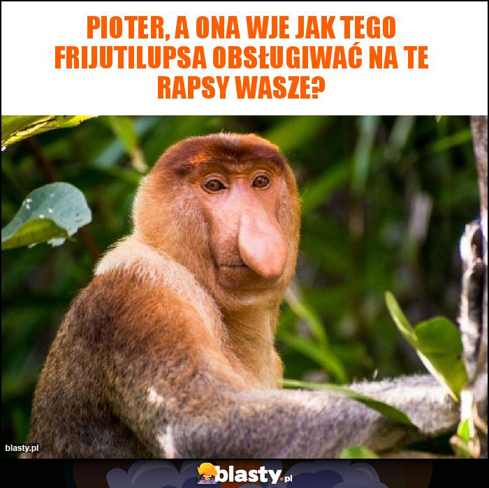 Pioter, a ona wje jak tego frijutilupsa obsługiwać na te rapsy wasze? Pioter, a ona wje jak tego frijutilupsa obsługiwać na te rapsy wasze?
