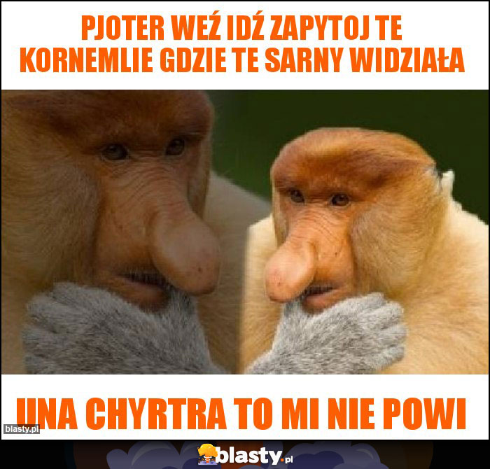 Pjoter weź idź zapytoj te kornemlie gdzie te sarny widziała Pjoter weź idź zapytoj te kornemlie gdzie te sarny widziała
