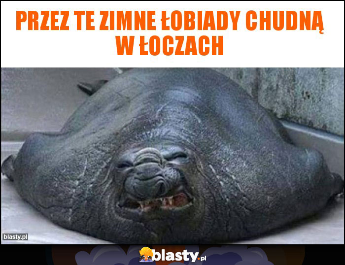 Przez te zimne łobiady chudną w łoczach Przez te zimne łobiady chudną w łoczach