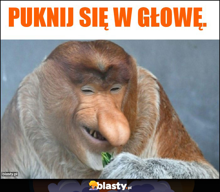 Puknij się w głowę. Puknij się w głowę.
