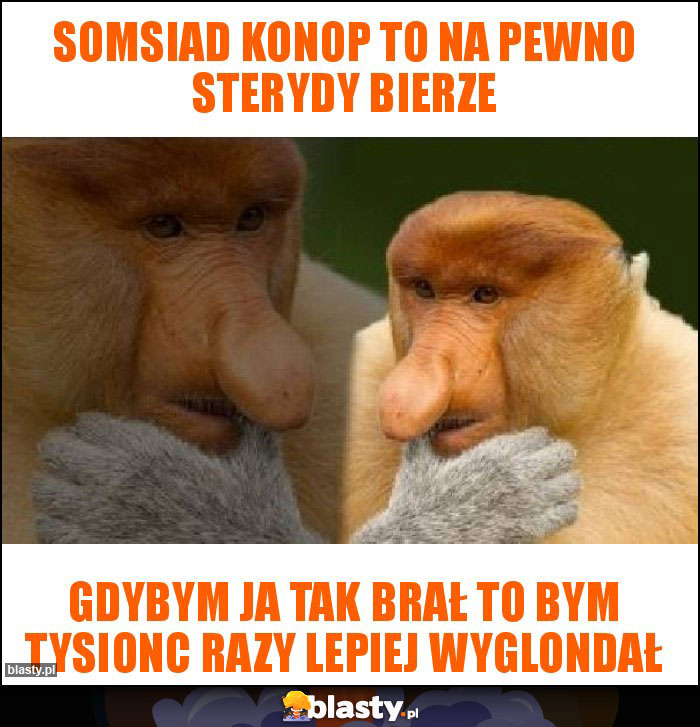 SOMSIAD KONOP TO NA PEWNO STERYDY BIERZE SOMSIAD KONOP TO NA PEWNO STERYDY BIERZE