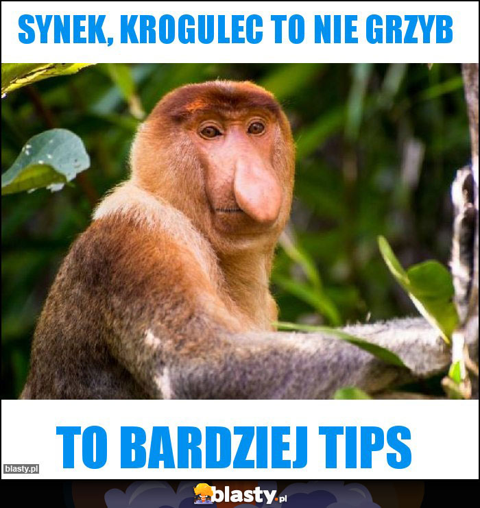 Synek, krogulec to nie grzyb Synek, krogulec to nie grzyb