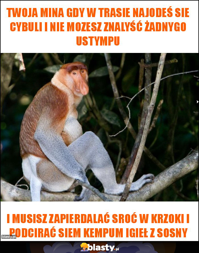 twoja mina gdy w trasie najodeś sie cybuli i nie mozesz znalyść żadnygo ustympu twoja mina gdy w trasie najodeś sie cybuli i nie mozesz znalyść żadnygo ustympu