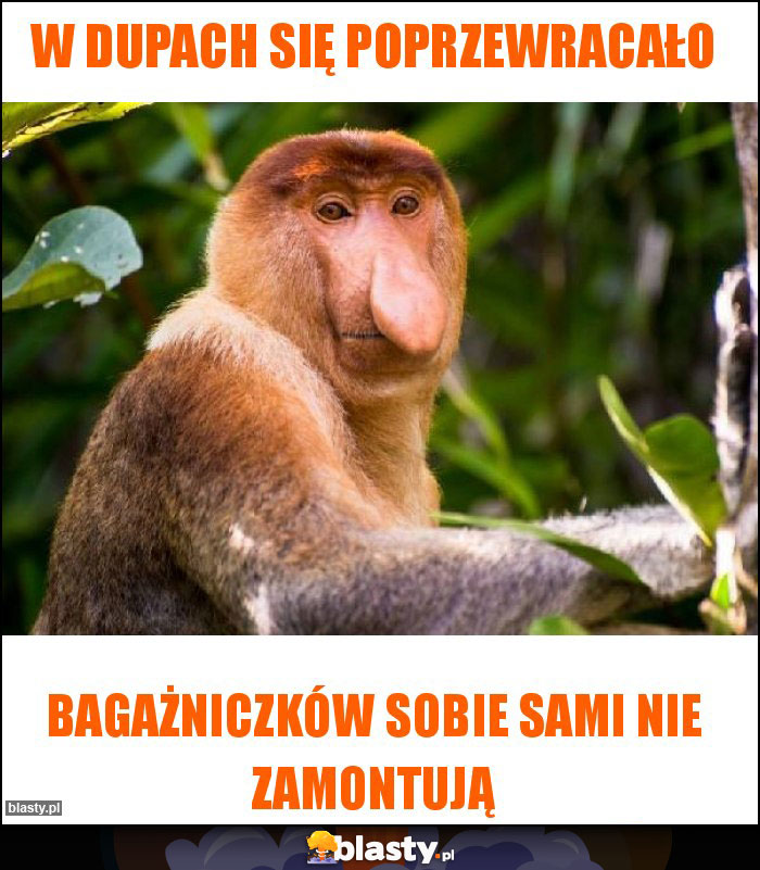 W dupach się poprzewracało W dupach się poprzewracało