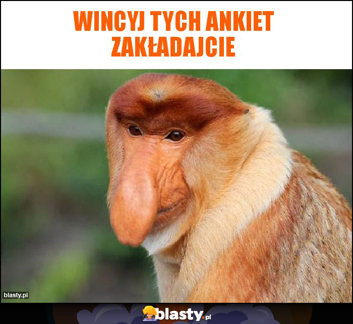 Wincyj tych ankiet zakładajcie Wincyj tych ankiet zakładajcie