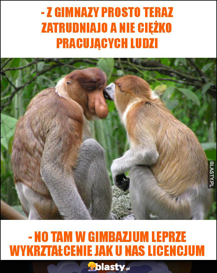 - Z gimnazy prosto teraz zatrudniajo a nie ciężko pracujących ludzi - Z gimnazy prosto teraz zatrudniajo a nie ciężko pracujących ludzi
