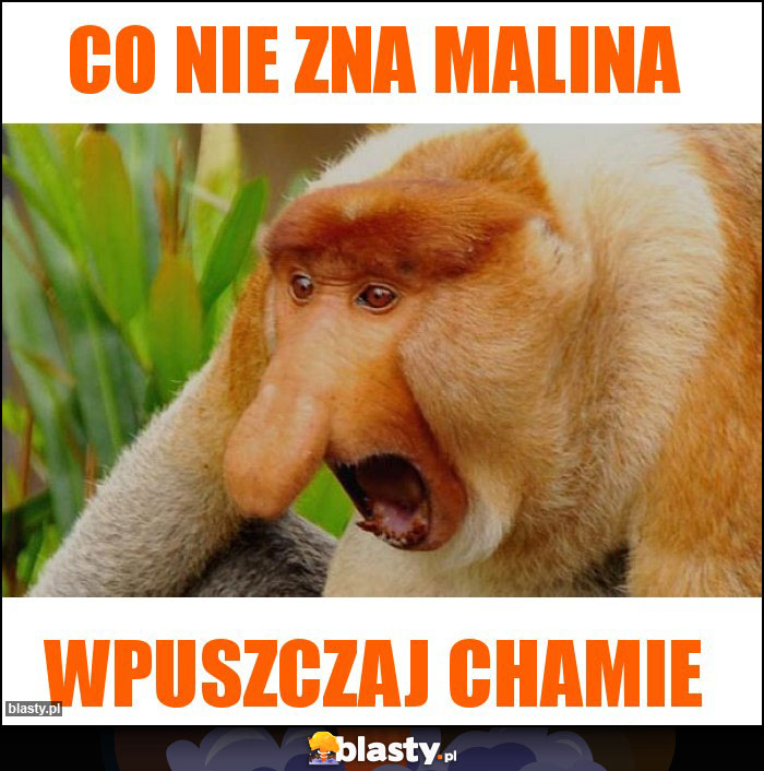 Co nie zna malina Co nie zna malina