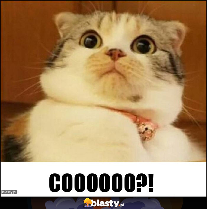 Coooooo?!