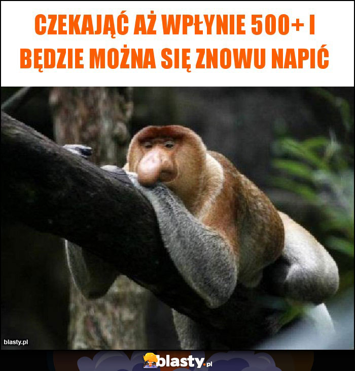 Czekająć aż wpłynie 500+ i będzie można się znowu napić Czekająć aż wpłynie 500+ i będzie można się znowu napić