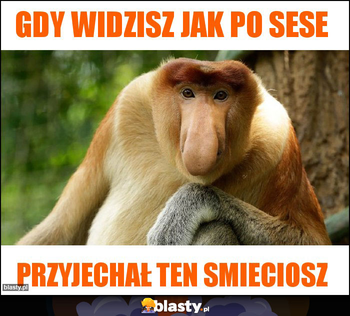 Gdy widzisz jak po sese Gdy widzisz jak po sese