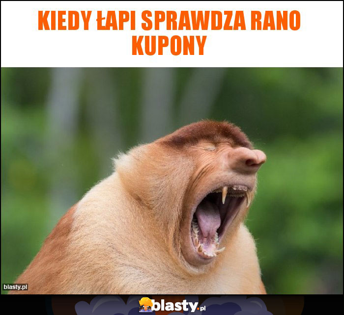 Kiedy łapi sprawdza rano kupony Kiedy łapi sprawdza rano kupony