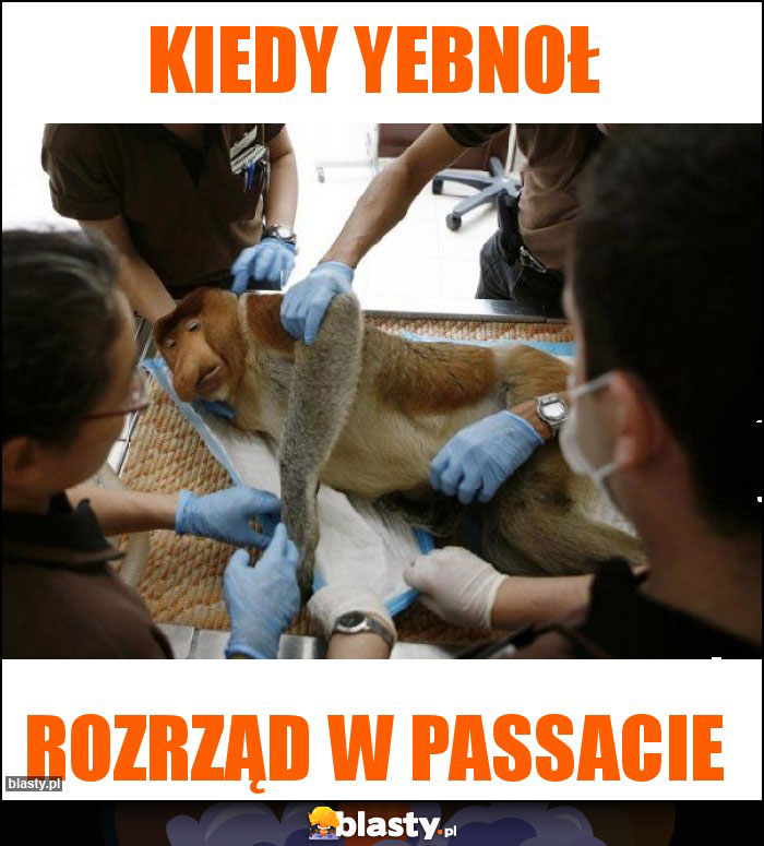 kiedy yebnoł kiedy yebnoł