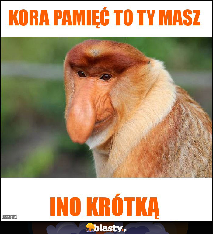 Kora pamięć to Ty masz Kora pamięć to Ty masz