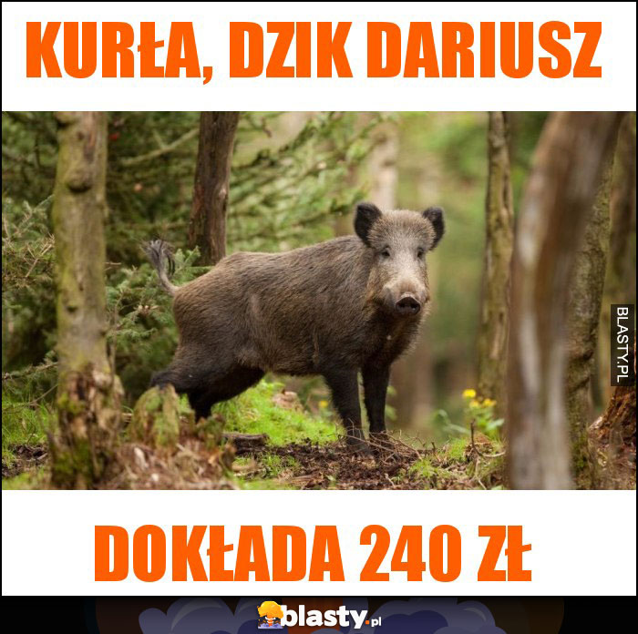 kurła, dzik dariusz kurła, dzik dariusz