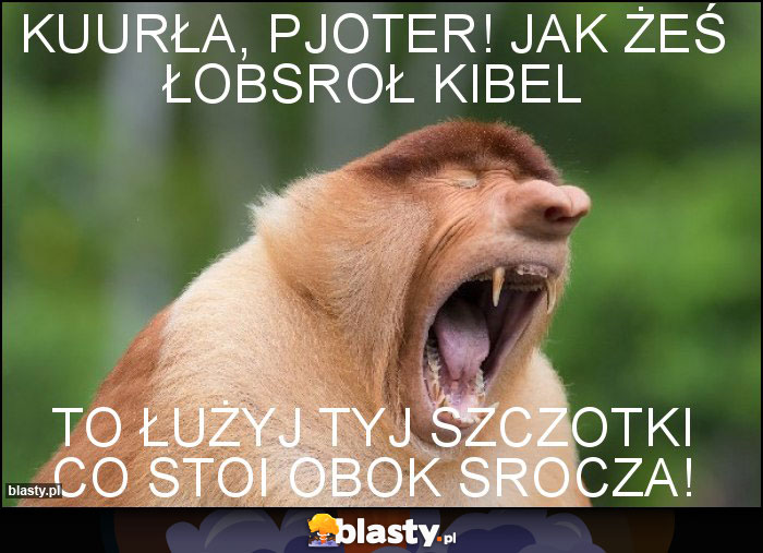 KUURŁA, PJOTER! JAK ŻEŚ ŁOBSROŁ KIBEL KUURŁA, PJOTER! JAK ŻEŚ ŁOBSROŁ KIBEL