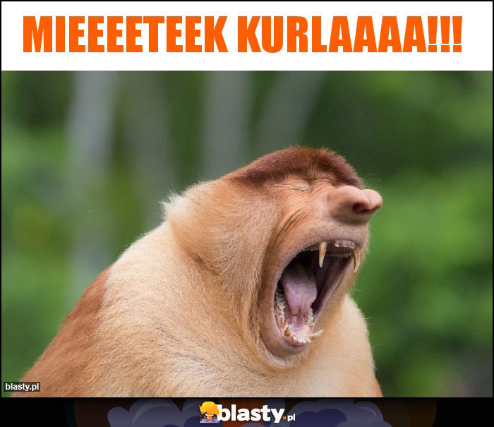 Mieeeeteek kurlaaaa!!! Mieeeeteek kurlaaaa!!!
