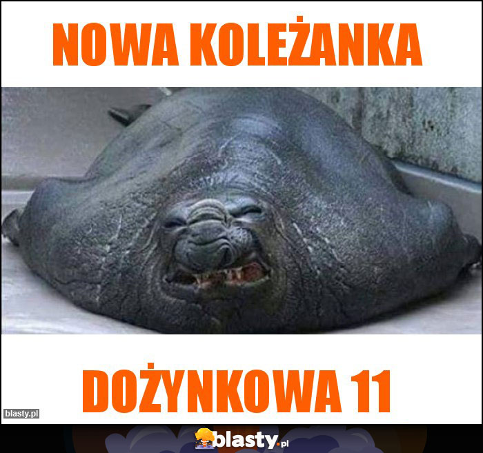 Nowa koleżanka Nowa koleżanka