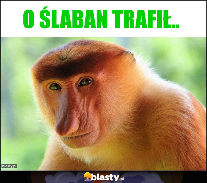 O śLABAN TRAFIŁ.. O śLABAN TRAFIŁ..