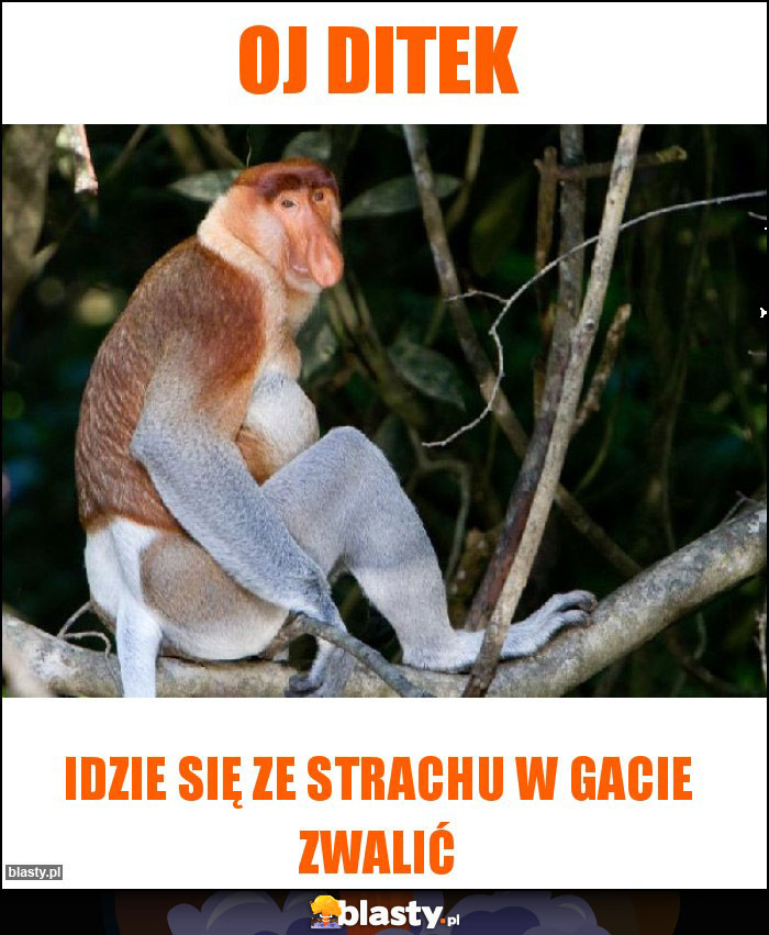 Oj ditek