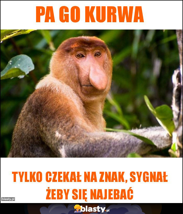 Pa go kurwa Pa go kurwa
