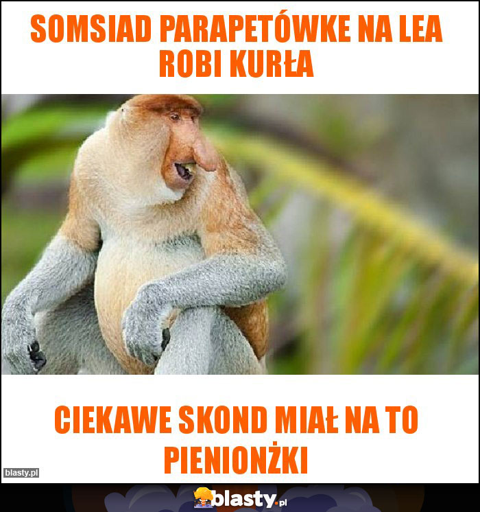 SOMSIAD PARAPETÓWKE NA LEA ROBI KURŁA SOMSIAD PARAPETÓWKE NA LEA ROBI KURŁA