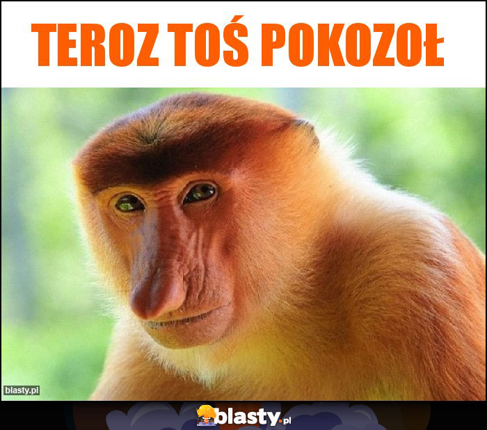 TEROZ TOŚ POKOZOŁ TEROZ TOŚ POKOZOŁ