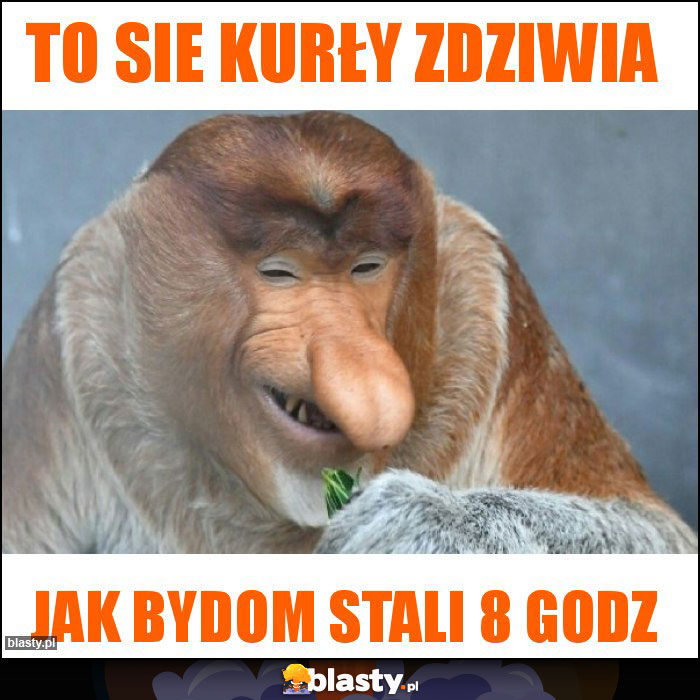 To sie kurły zdziwia To sie kurły zdziwia
