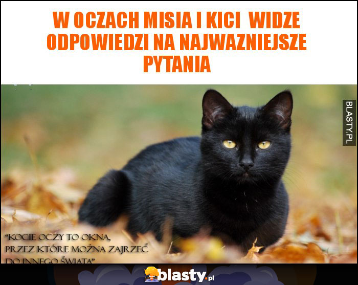 W oczach Misia i kici widze odpowiedzi na najwazniejsze pytania W oczach Misia i kici widze odpowiedzi na najwazniejsze pytania