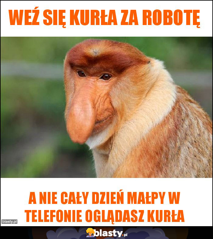 weź się kurła za robotę weź się kurła za robotę