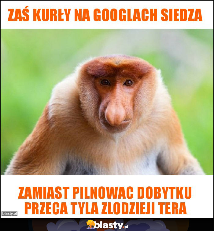 Zaś kurły na googlach siedza Zaś kurły na googlach siedza